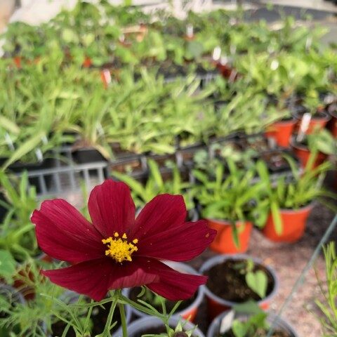Fleurs
