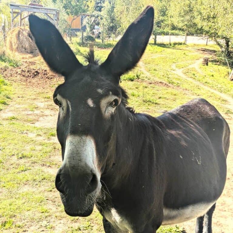 photo phébus