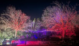 Arbres illuminés et décorations festives de La Pepiterre.