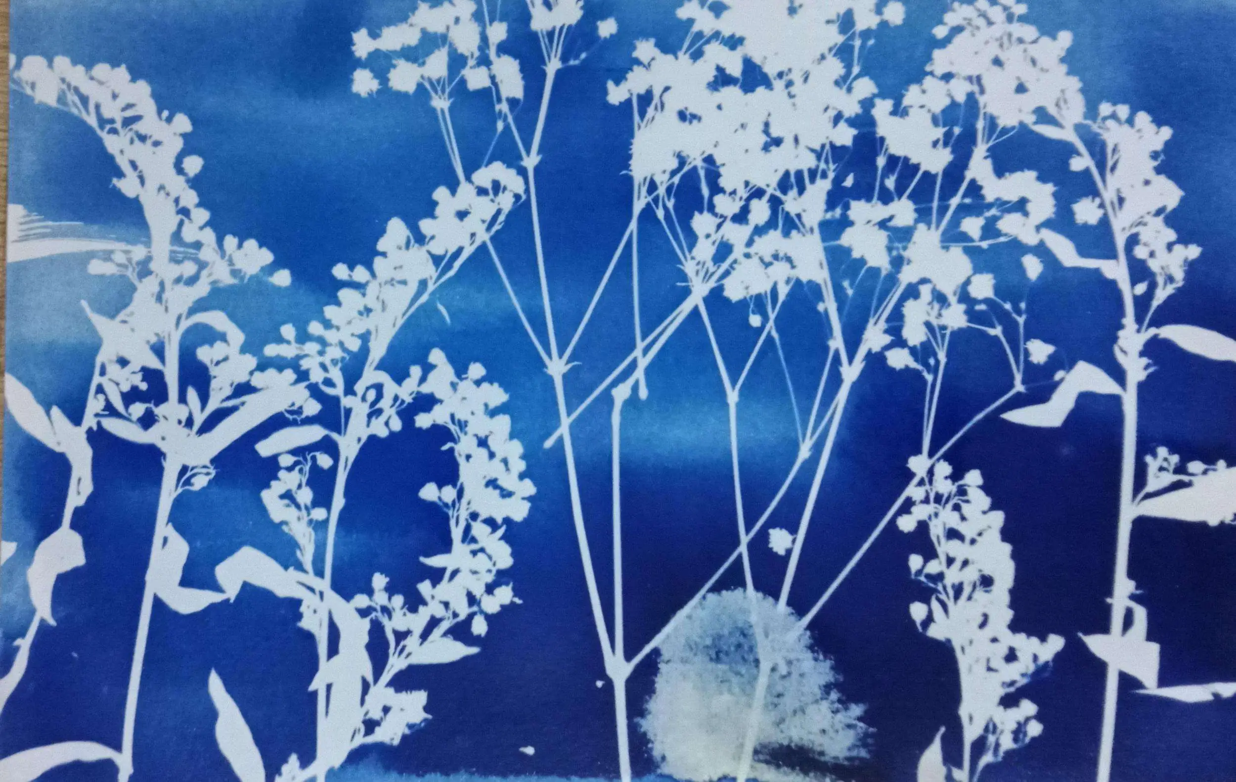 Atelier cyanotype illustration